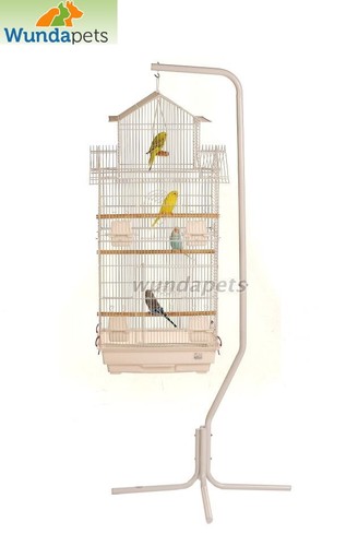 Large jintu budgie canary - x,