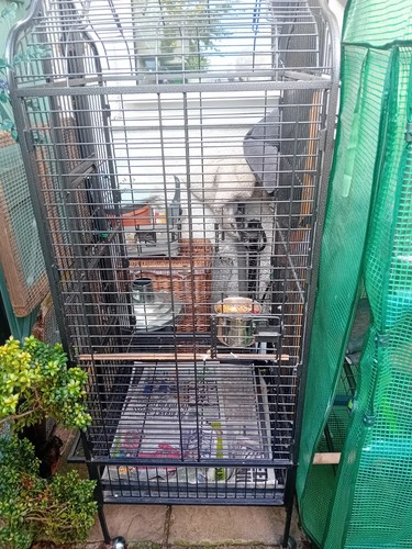 Large parrott cage - parrott, suitable