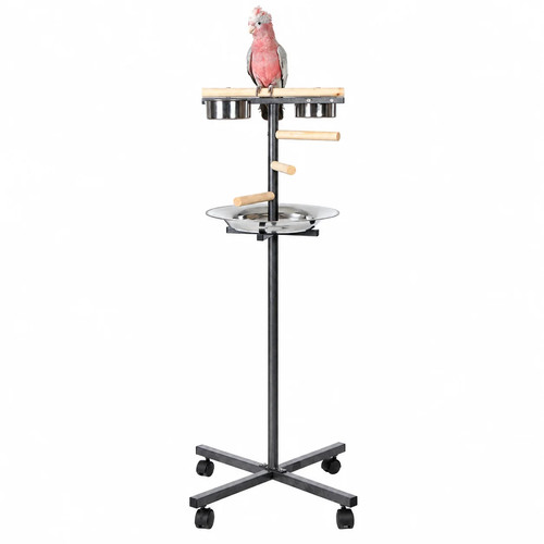 Little bird stand - bird,