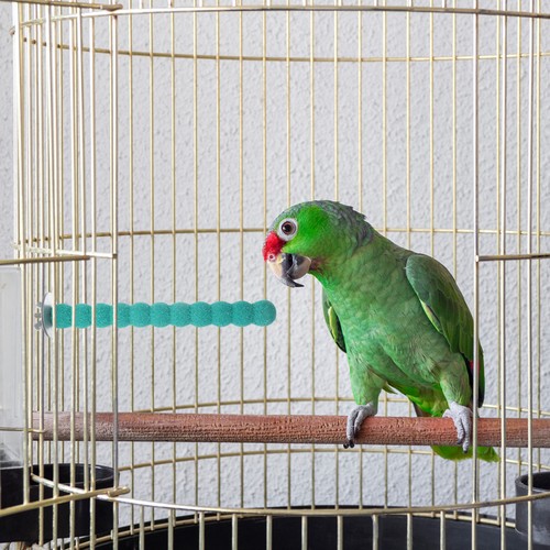Stable wooden bird perch - stable,