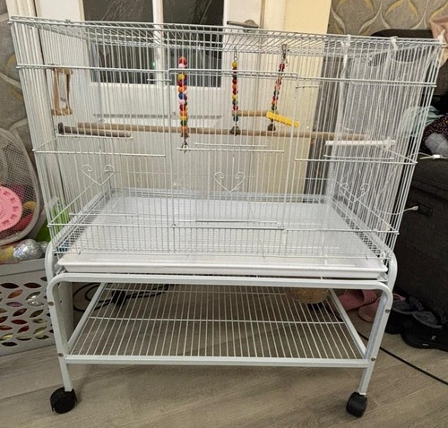 Large budgie bird - large,