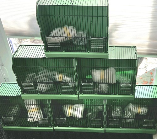 Plastic transport cage show - plastic,