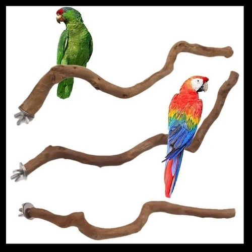 Parrot stand natural bird - -,